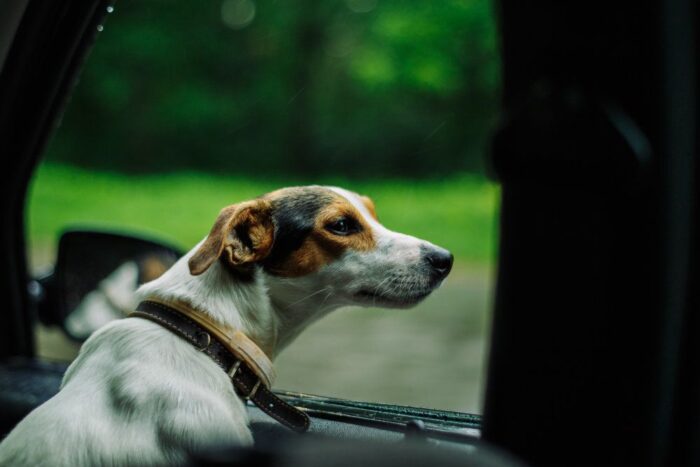 Canine Car Seats & Rolling Refrigerators: Auto Trends Around the World